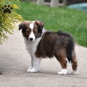 Baxter, Sheltie Puppy